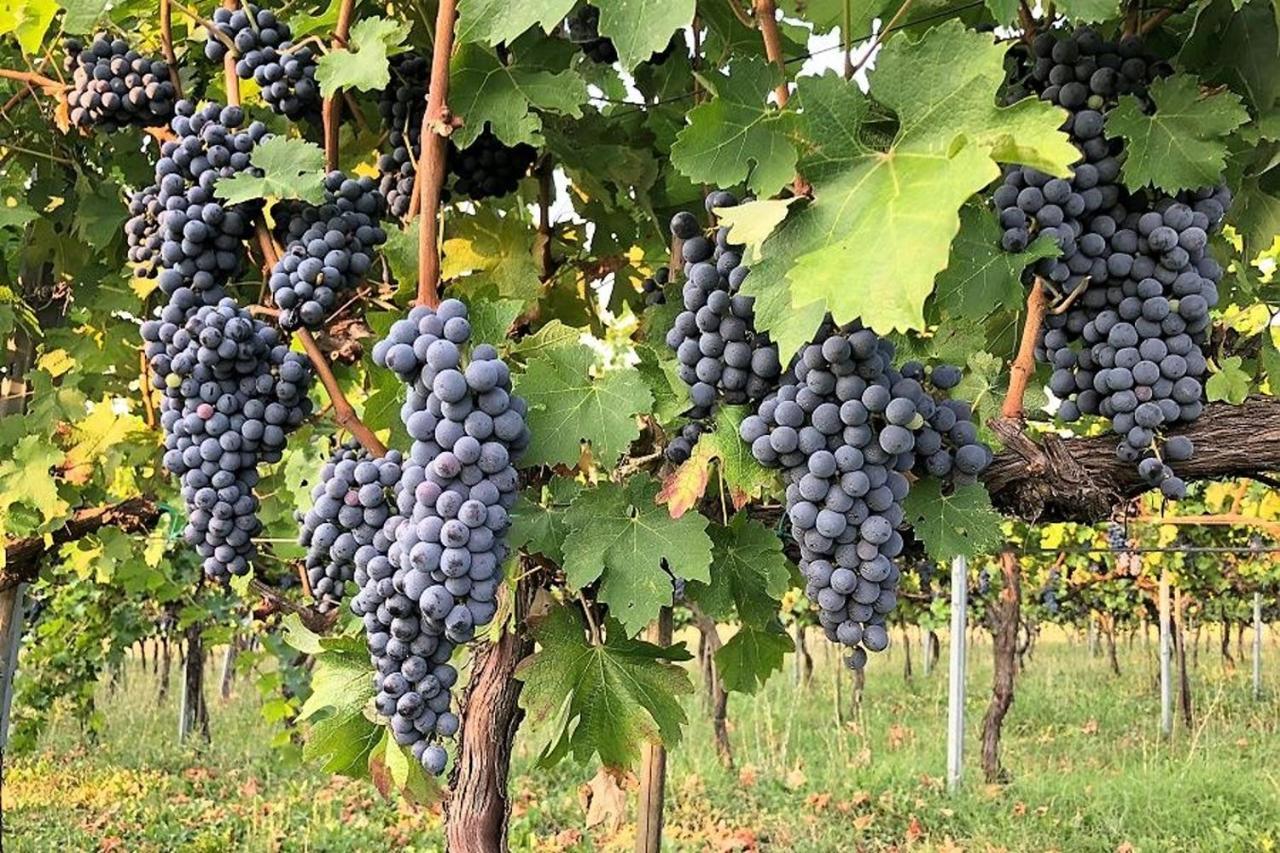 Agriturismo Podere Prasiano Marano sul Panaro Bagian luar foto